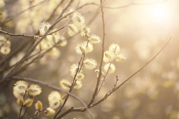 Blooming willow branch in springtime, seasonal sunny easter vintage background with copy space
