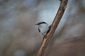 The Eurasian nuthatch or wood nuthatch (Sitta europaea)