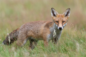 Red Fox (Vulpes vulpes)/Red Fox in summer meadow