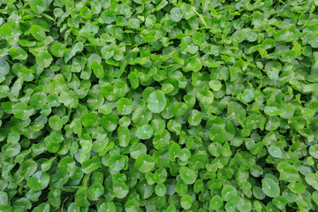 Centella asiatica Background