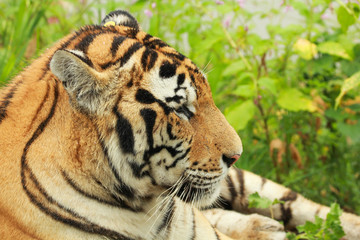 tiger  predator  felino  siberia  siberian tiger 