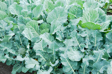 Naklejka premium Broccoli plants on a vegetable garden ground 