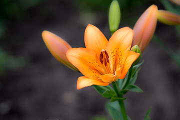 Spring blooming orange lily flower in soft focus on dark background outdoor close-up macro. Spring template floral background wallpaper.  Elegant gentle romantic lovely delicate artistic image.

