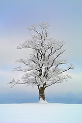 Maple tree solitaire