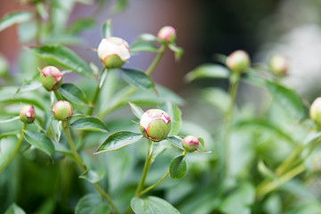 White peony buds in soft focus on pastel green background outdoor close-up macro. Spring template floral background wallpaper.  Elegant gentle romantic lovely delicate artistic image.