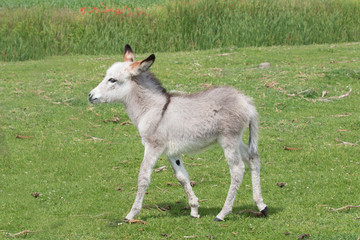 Obraz na płótnie Canvas White Baby donkey