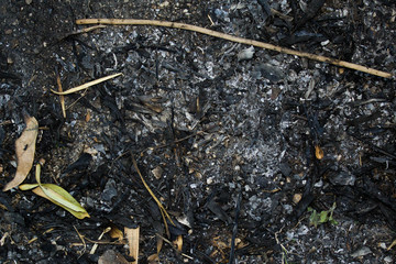 Ashes