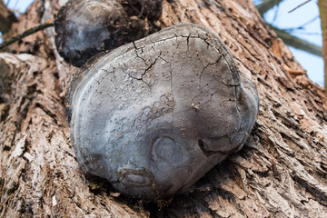 Tree fungus