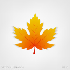 Maple leaf in a realistic style on  white background