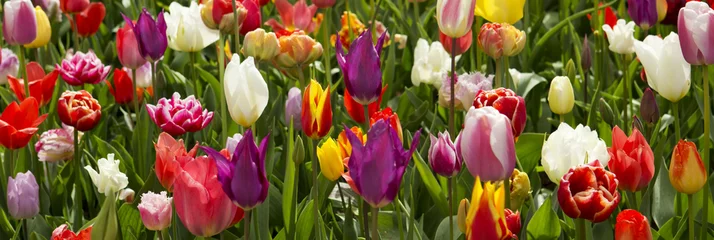 Foto op Plexiglas Colorful tulips background. © Swetlana Wall