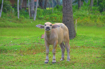 Fototapeta premium funny calf