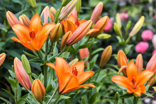 Spring blooming orange lily flowers in soft focus on dark background outdoor close-up macro. Spring template floral background wallpaper.  Elegant gentle romantic lovely delicate artistic image.


