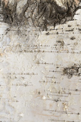 Birch tree bark background