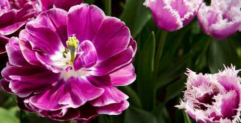 Naklejka premium Violet tulips background.Macro shot.