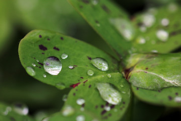 Trebol con gotas de agua