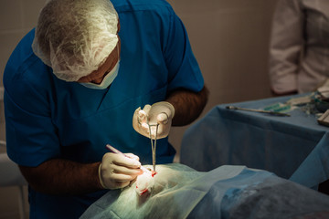 Obraz na płótnie Canvas surgeon putting on stitches during cosmetic plastic surgery 