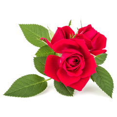 red rose flower bouquet isolated on white background cutout