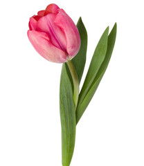 Obraz premium jeden różowy tulipan kwiat na białym tle