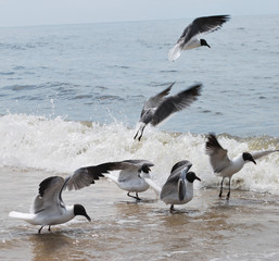 Gulls Landing on Beach