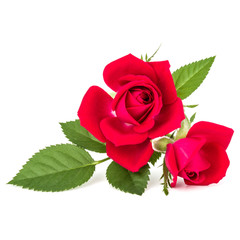 red rose flower bouquet isolated on white background cutout