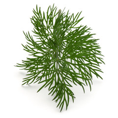 Close up shot of branch of fresh green dill herb leaves isolated