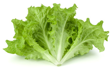 fresh green lettuce salad leaves isolated on white background