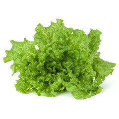 fresh green lettuce salad leaves isolated on white background