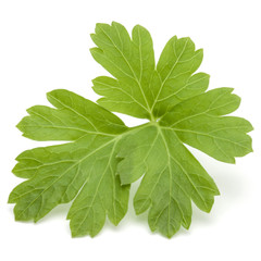 Fresh parsley herb leaves  isolated on white background