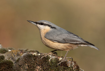 Eurasian nuthatch. Sitta europaea