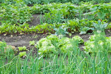 Onions and lettuce plants on a vegetable garden ground with other vegetables in the background.