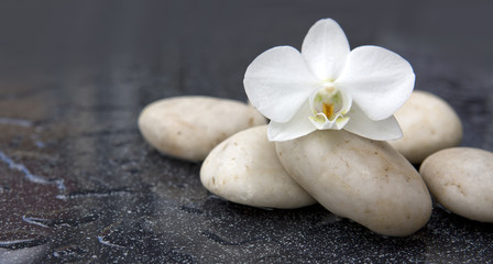 Fototapeta na wymiar Single orchid flowers and white stones.