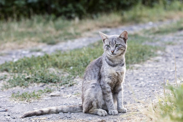 Obraz premium wild street cat 