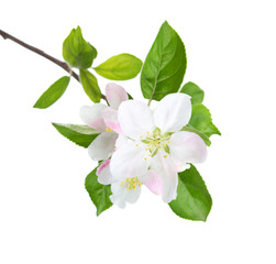 Blossoming apple tree branch isolated on white background.