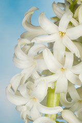 Flowers - Hyacinths, Hyacinthus