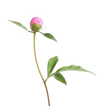 Fototapeta Closed bud of peony isolated on white background.