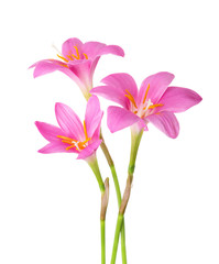 Three pink lilies isolated on a white background. Rosy Rain lily