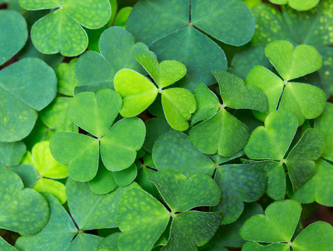 Green background with three-leaved shamrocks. St.Patrick's day holiday symbol. selective focus