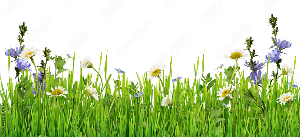 Wall mural grass and daisy flowers row