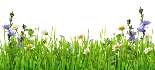 Poster de jardin Fleurs Grass and daisy flowers row
