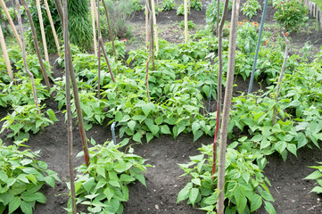 Fresh young string bean plants and other vegetables on a vegetable garden patch with poles 