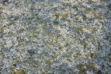 Gras WIese Rasen Frost Schnee Winter