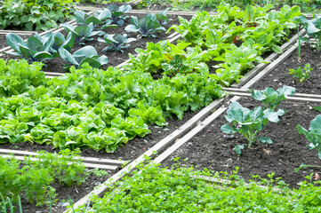 Lettuce and red cabbage plants on a vegetable garden ground