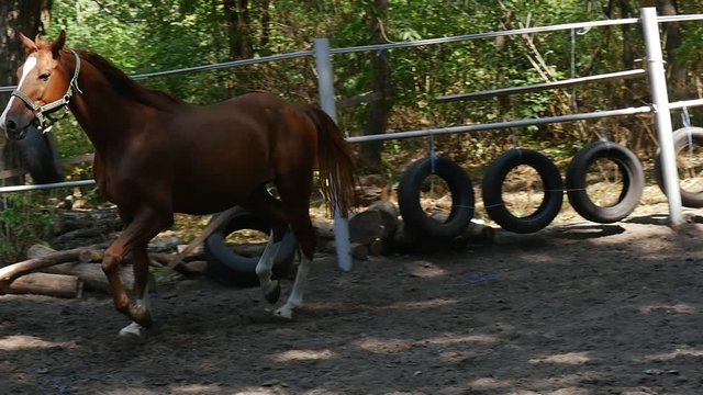 a Fashionable Brown Horse, With a White Stripe on Its Muzzle, Trots in a Noble Way in a Wooden Fenced Ground in Summer in Slow Motion