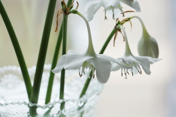 The white flower Eucharis