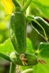 Growing cucumbers in the garden.