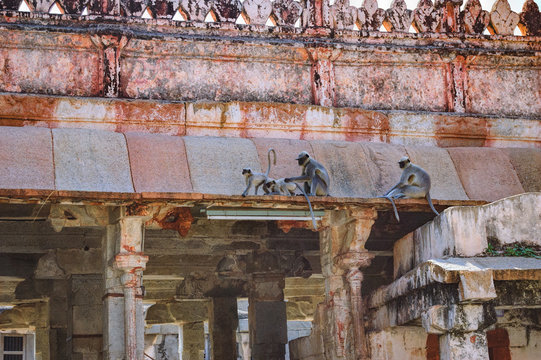 Gray langurs are sitting on the roof of the temple. Shiva Virupaksha Temple is the famous Indian landmark located in the ruins of Vijayanagar at Hampi, India.