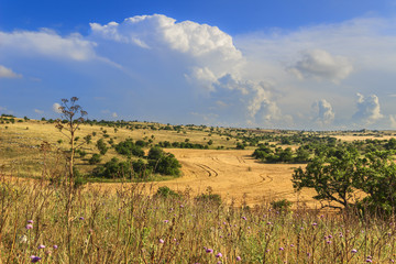 RURAL LANDSCAPE SUMMER. Alta Murgia National Park: Cornfield topped by clouds.Apulia...