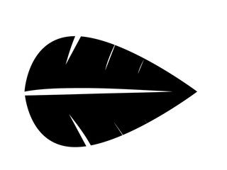 isolated black leaf tattered