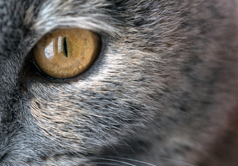 Closeup Yellow Cat Eye with Gray Fur