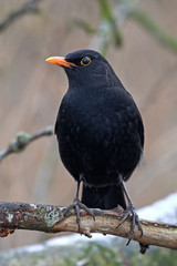 Common blackbird (Turdus merula)